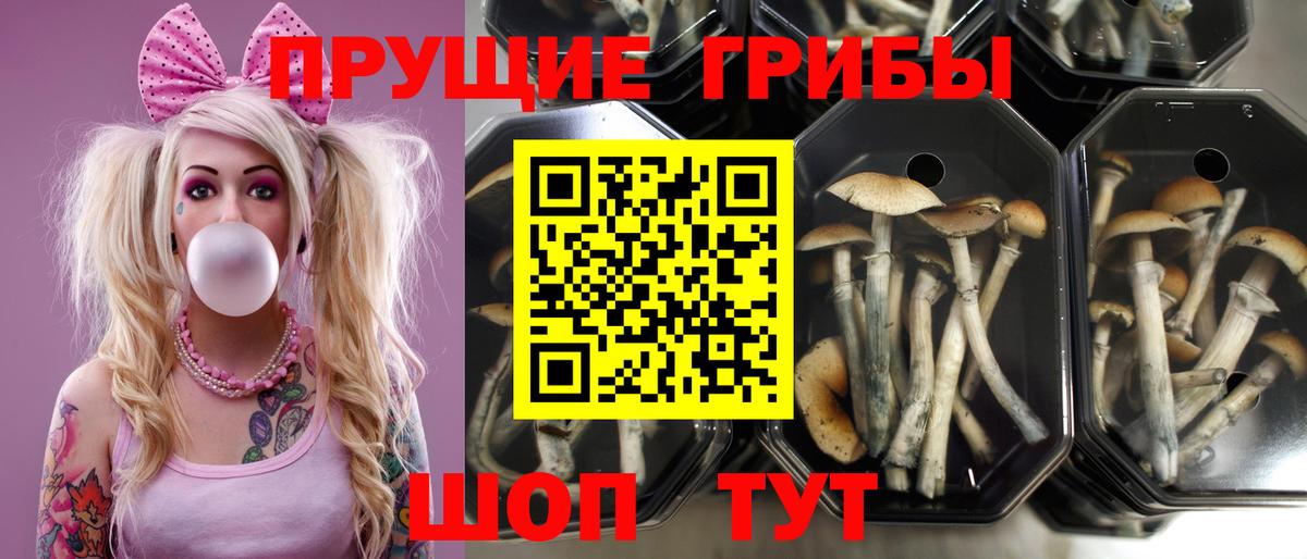 Псилоцибиновые грибы мицелий Рославль